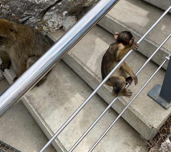 Gibraltár - mláďa makaka na zábradlí