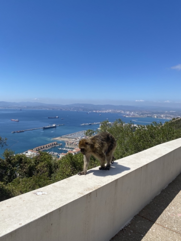 Čo vidieť na Gibraltáre - makak kráčajúci po múriku v pozadí more