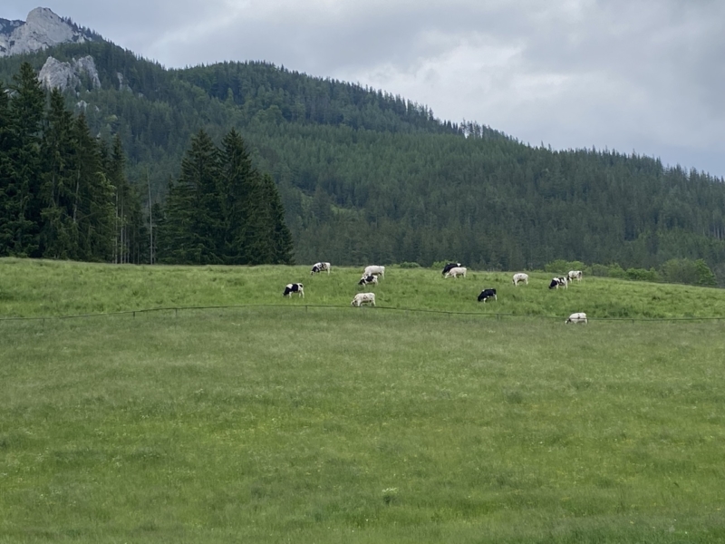 Pohľad na zelenú lúku a pasúce sa kravy, za ktorými sú vrch pri Grüner See