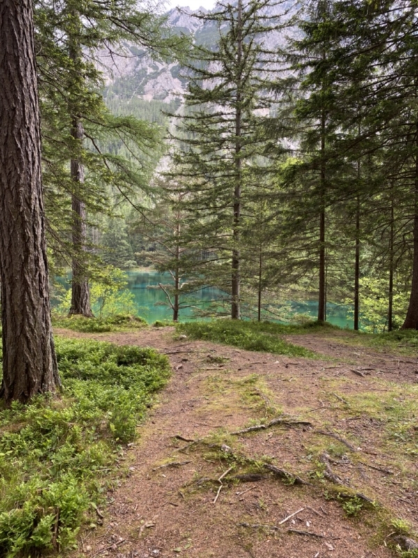 Ihličnatý les na Grüner See v Rakúsku