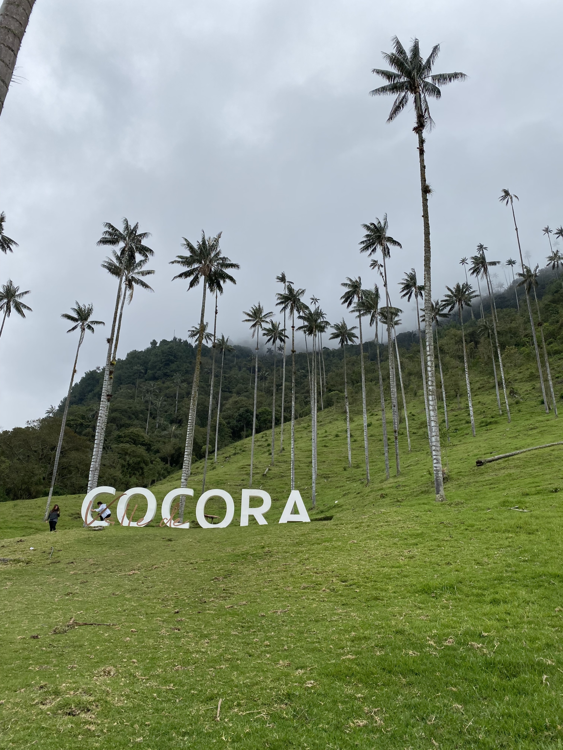 nápis Cocora a vysoké voskové palmy
