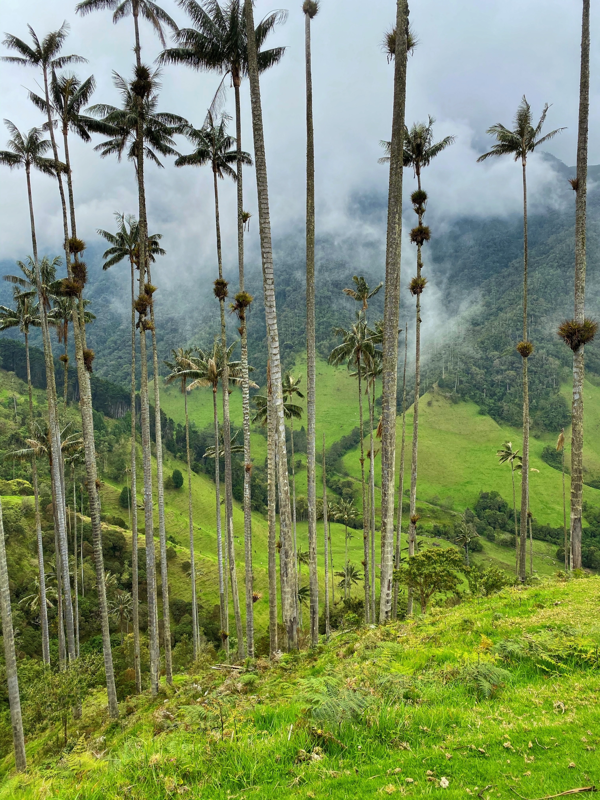 Vysoké palmy a zelená tráva