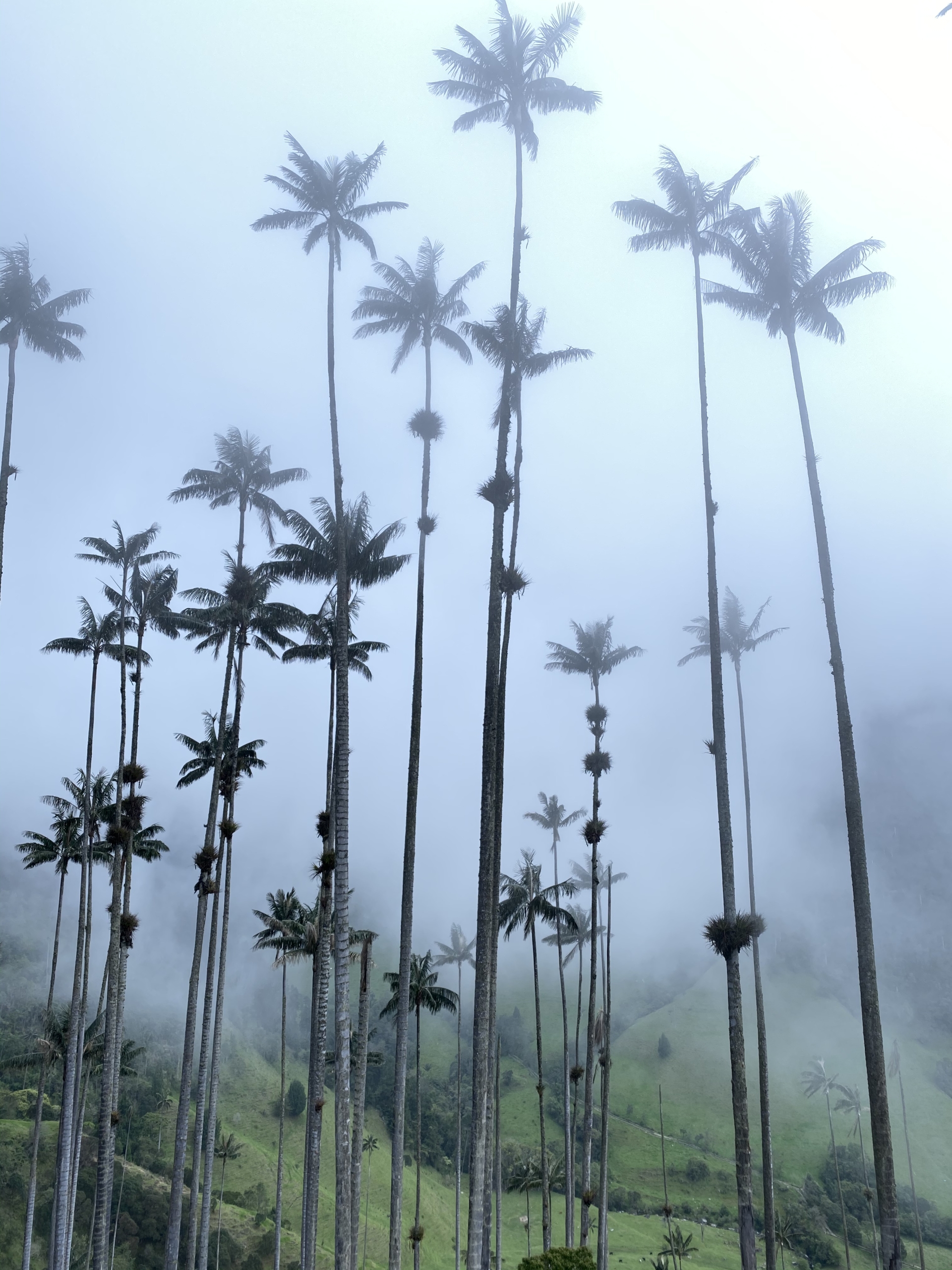 Valle de Cocora - vysoké palmy v hmle