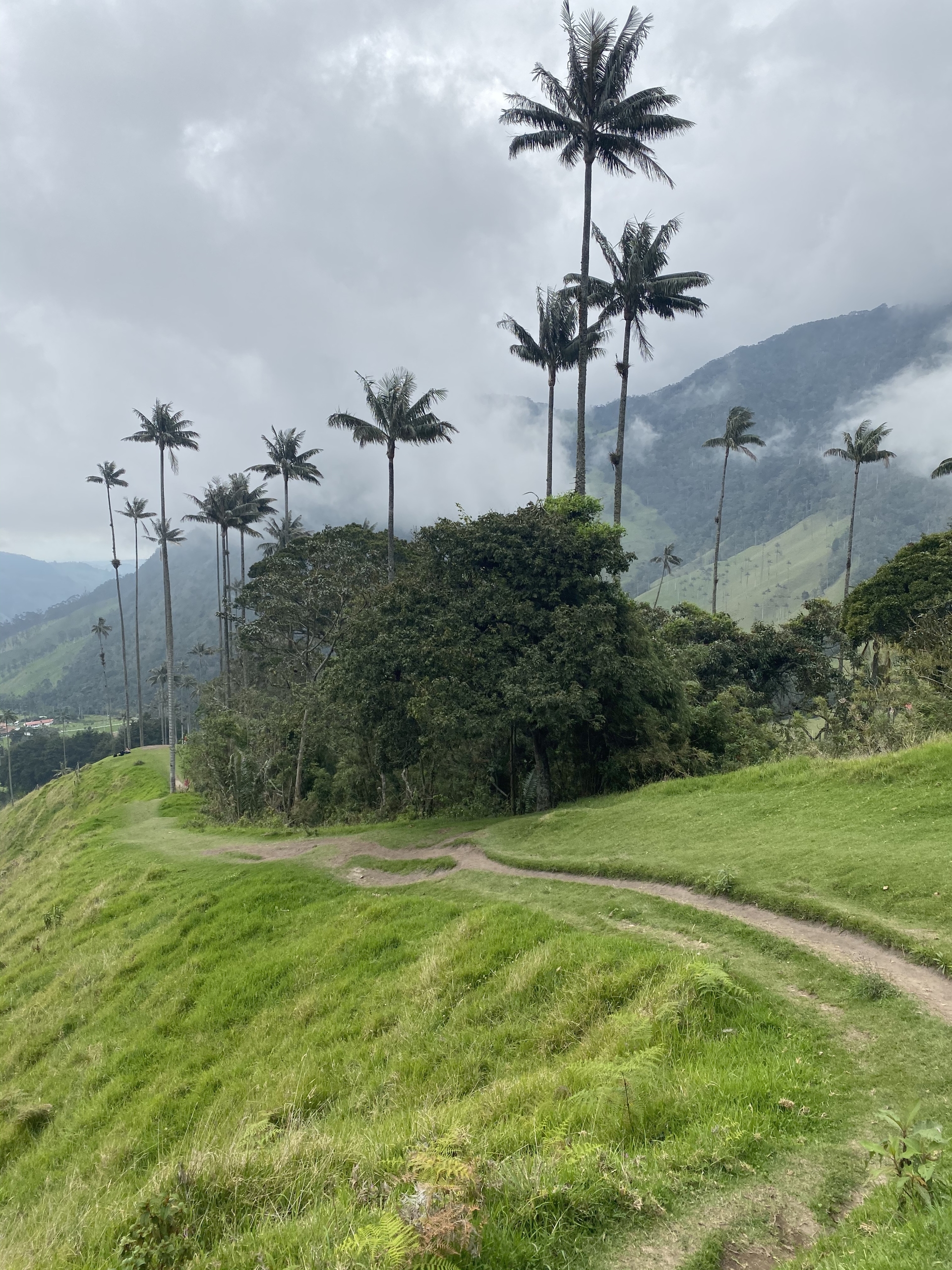 Valle de Cocora - pohľad na cestičku k vysokým palmám