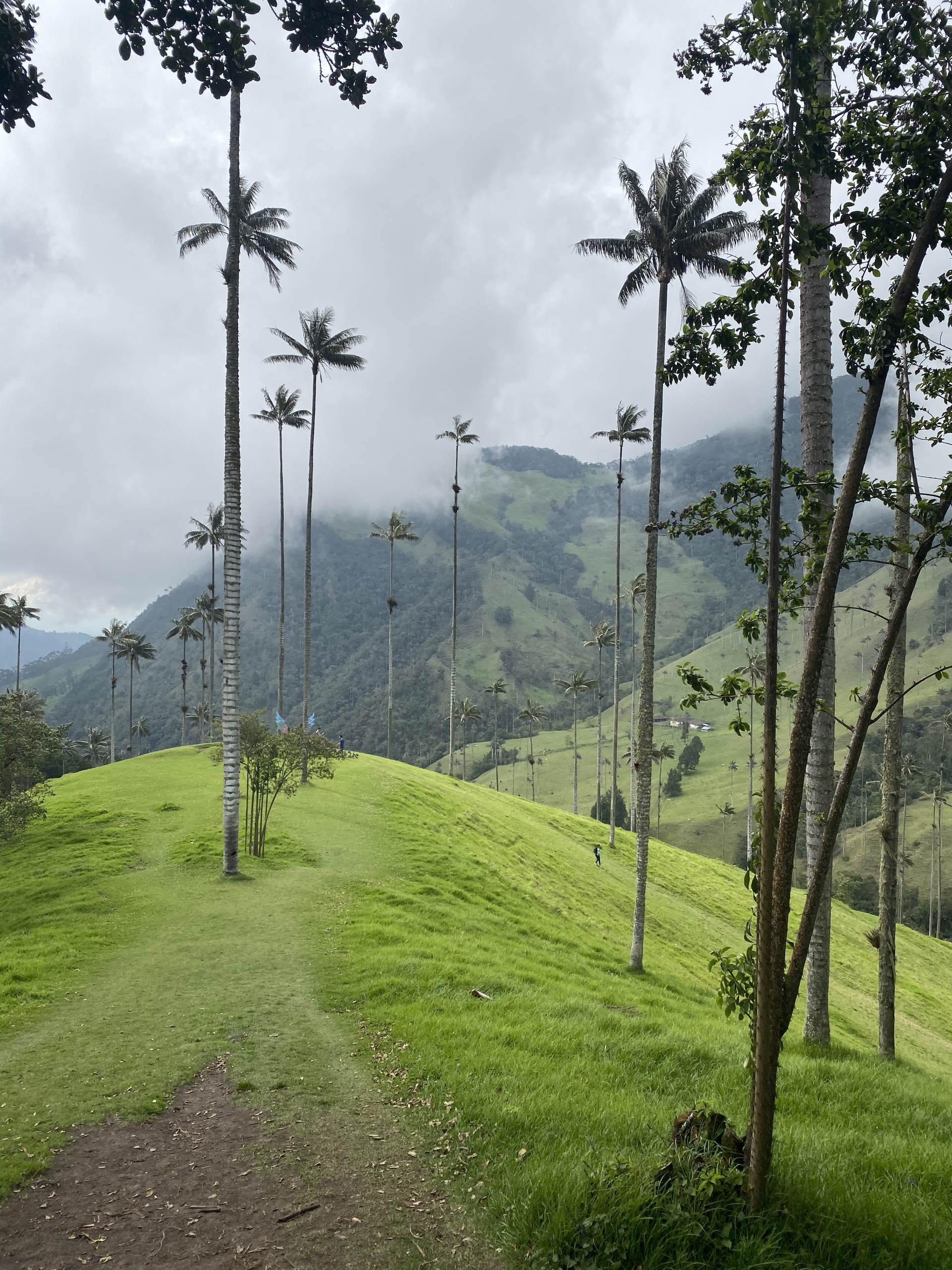 Valle de Cocora - pohľad na cestičku k vysokým tzv. voskovým palmám